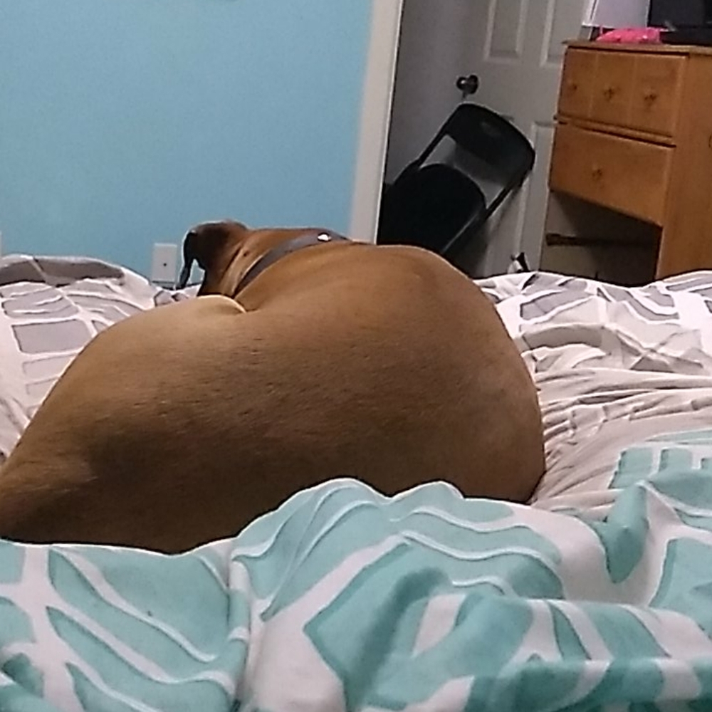 Bently my dog not for sale